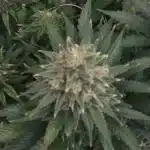 Close-up of Sweet Black Rose strain bud with green and purple hues, frosty trichomes, and dense structure under natural lighting