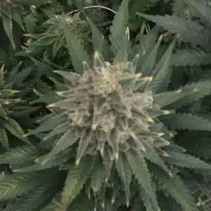 Close-up of Sweet Black Rose strain bud with green and purple hues, frosty trichomes, and dense structure under natural lighting