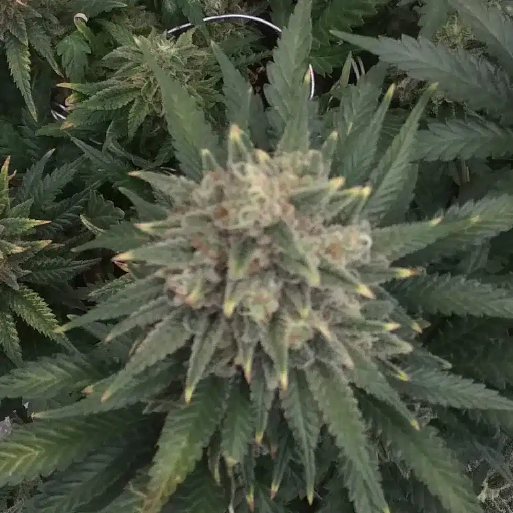 Close-up of Sweet Black Rose strain bud with green and purple hues, frosty trichomes, and dense structure under natural lighting