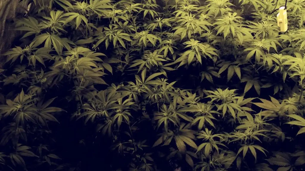 Indoor cultivation of White Fire OG strain with lush green foliage and healthy plants under controlled grow lights