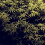 Indoor cultivation of White Fire OG strain with lush green foliage and healthy plants under controlled grow lights