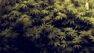 Indoor cultivation of White Fire OG strain with lush green foliage and healthy plants under controlled grow lights