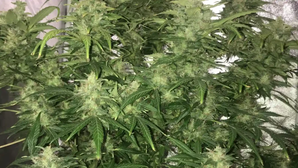 Indoor cannabis plants of the White Widow FV strain, featuring dense buds and lush green leaves under grow lights in a reflective tent