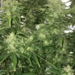 Indoor cannabis plants of the White Widow FV strain, featuring dense buds and lush green leaves under grow lights in a reflective tent