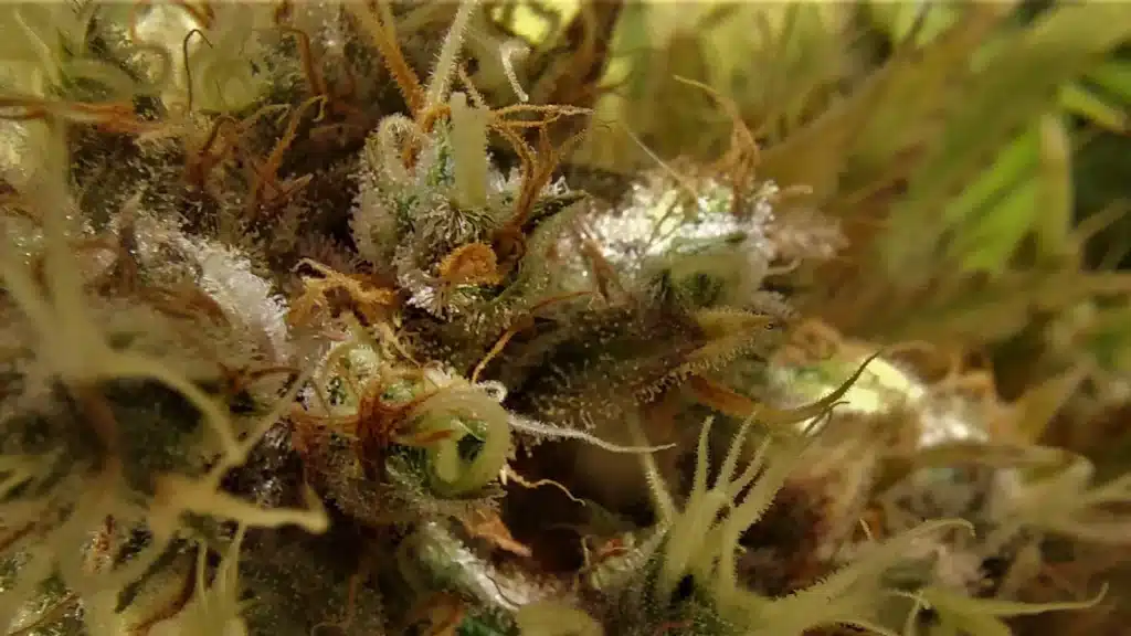 Close-up of Wild Thailand Ryder cannabis strain with frosty trichomes and vibrant orange pistils under warm ligh
