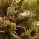 Close-up of Wild Thailand Ryder cannabis strain with frosty trichomes and vibrant orange pistils under warm ligh