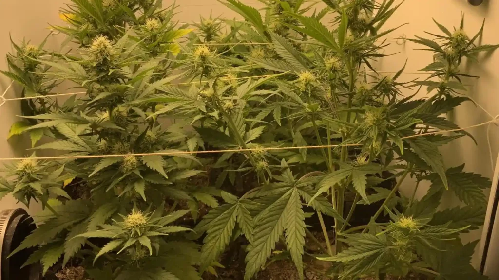 Indoor cultivation setup of Zkittlez Autoflower plants featuring trellising, robust foliage, and developing flower buds