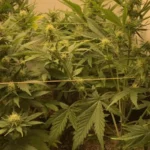 Indoor cultivation setup of Zkittlez Autoflower plants featuring trellising, robust foliage, and developing flower buds