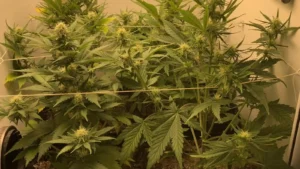Indoor cultivation setup of Zkittlez Autoflower plants featuring trellising, robust foliage, and developing flower buds