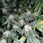 Zkittlez x Grapefruit Bubblegum plants in flowering stage with dense buds and dark green leaves.