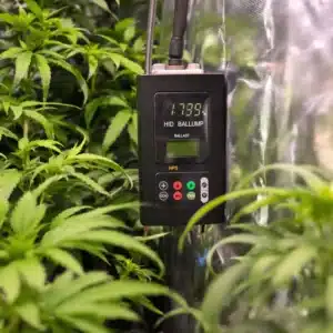 Digital HID lamp ballast in a cannabis grow tent, connected to an HPS lamp with thriving plants nearby.