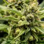 Hermie pollen sacs forming on a cannabis plant next to female buds.