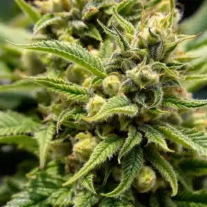 Hermie pollen sacs forming on a cannabis plant next to female buds.