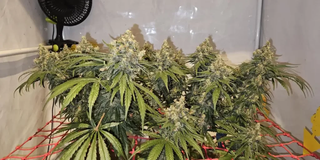 Indoor cannabis grow setup with the 2046 FV Strain featuring mature plants supported by trellis netting and a circulating fan