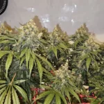 Indoor cannabis grow setup with the 2046 FV Strain featuring mature plants supported by trellis netting and a circulating fan