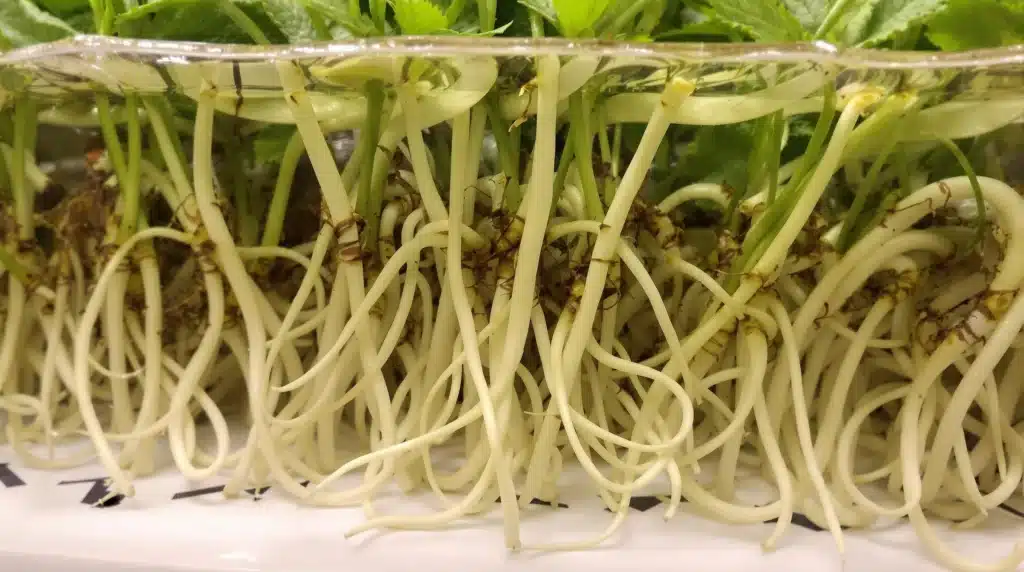 Healthy cannabis roots in a hydroponic system with nutrient-rich water and strong circulation.