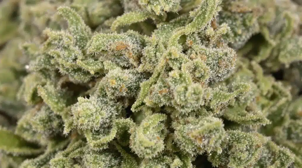 Bubba Kush Auto after pruning, showcasing dense buds and vibrant trichomes for maximum yield.