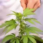 Comparison of pruned and unpruned autoflowers showing improved light exposure and healthier growth.