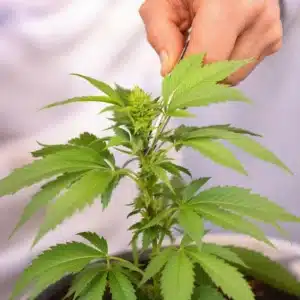 Comparison of pruned and unpruned autoflowers showing improved light exposure and healthier growth.