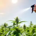 Outdoor cannabis plant treated with hydrogen peroxide spray for pest and mold control