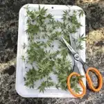 Sterilized tools and cloning tray for cannabis using hydrogen peroxide.