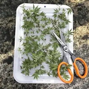 Sterilized tools and cloning tray for cannabis using hydrogen peroxide.