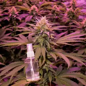 Using hydrogen peroxide for powdery mildew during flowering on cannabis plants.