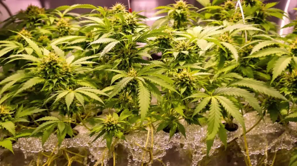 Hydroponic cannabis grow setup with a complete system and diagram elements.