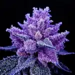 Ice water purple buds of Granddaddy Purple showing vibrant purple colors and frosty trichomes.