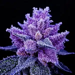 Ice water purple buds of Granddaddy Purple showing vibrant purple colors and frosty trichomes.