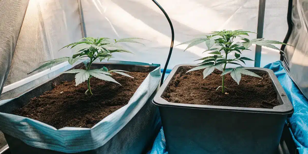 Rows of young cannabis plants in dark fabric pots under grow lights in an indoor cultivation setup.