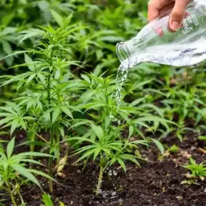 Person pouring bong water from a bong into garden soil, showing water droplets falling onto a plant.