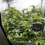 Cannabis plants in grow tent showing signs of low humidity leaf curl with hygrometer indicating low humidity
