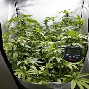 Cannabis plants in grow tent showing signs of low humidity leaf curl with hygrometer indicating low humidity