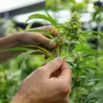 A grower applying low stress training to an autoflowering cannabis plant.