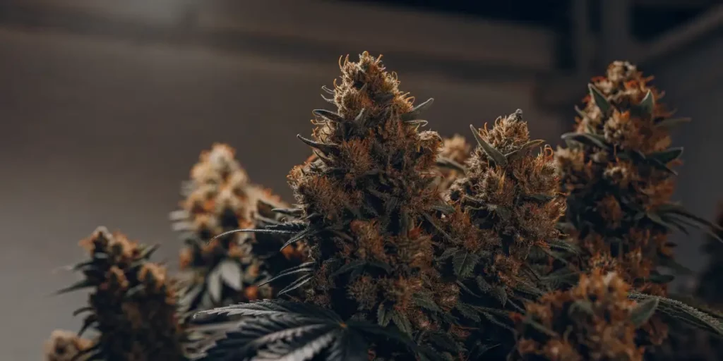 Close-up of OG Glue cannabis buds in low light, showcasing the resin-covered surface and dark green leaves.