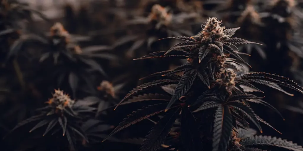 Close-up of an OG Glue cannabis plant with dark leaves and frosty buds in a dimly lit environment.