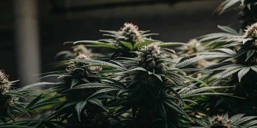 OG Glue cannabis plant with resin-coated buds and dark green leaves in low light.