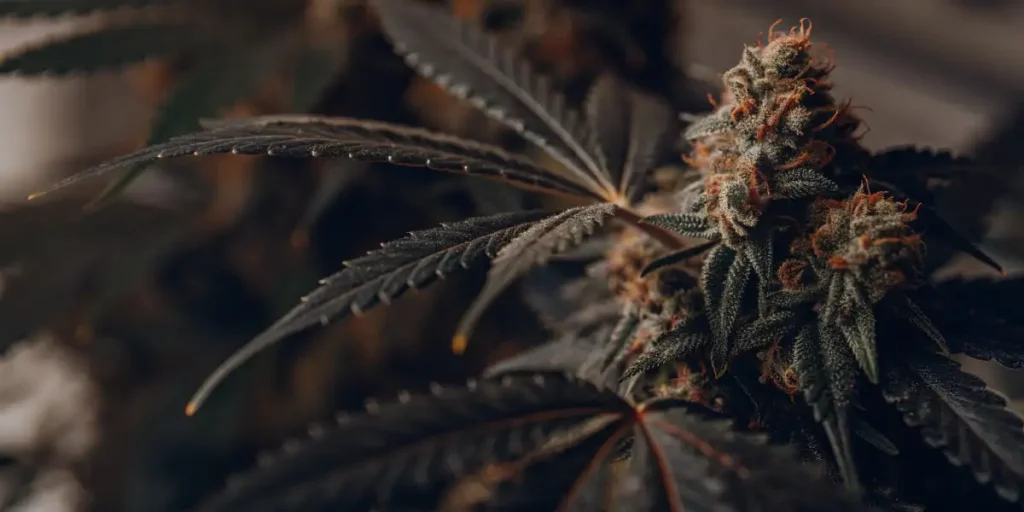 OG Glue cannabis plant with dark green leaves and frosty buds in a dimly lit environment.