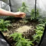 Gardener applying organic dry amendments to the soil in an indoor cannabis grow tent.