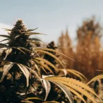 Outdoor cannabis plants with dense buds and golden leaves, basking in the sunlight.