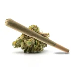 Pink Obama pre-roll placed on a green cannabis bud with purple hues and orange trichomes.