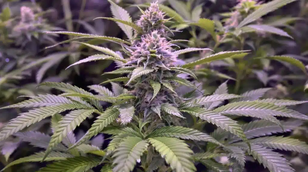 Healthy cannabis plant thriving under optimal conditions, preventing pot leaves turning brown.