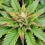 Cannabis leaf with brown edges showing nutrient deficiency, a common cause of pot leaves turning brown.