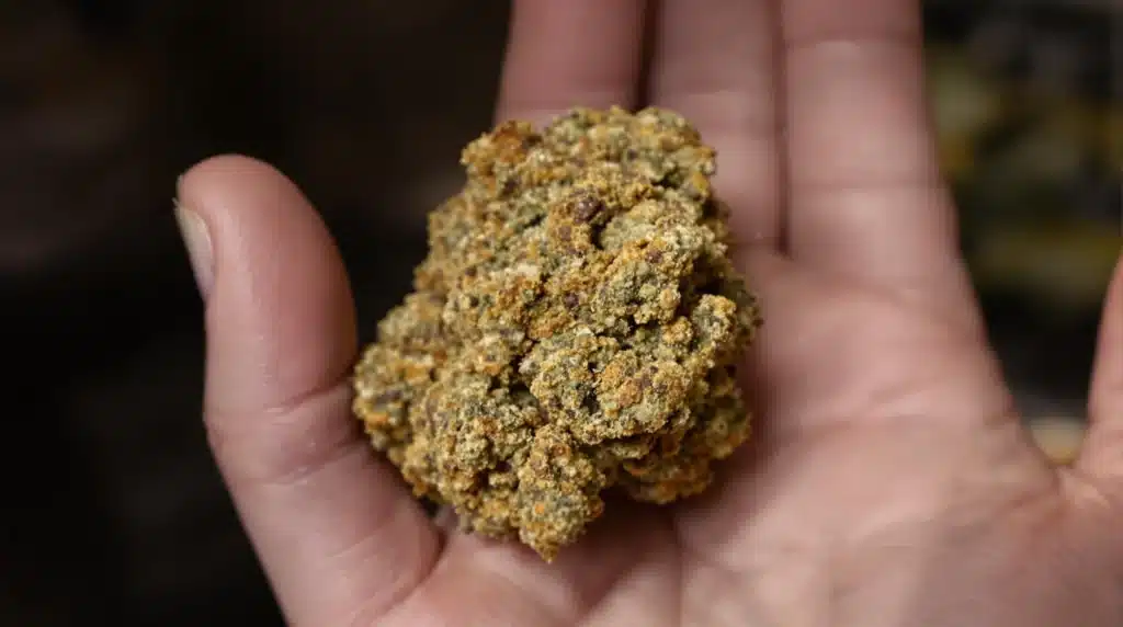 Puffy THCA Bud with trichomes in a hand