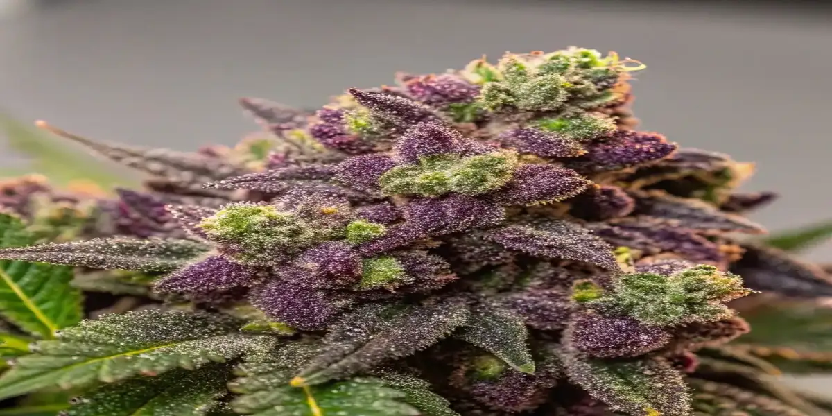 Close-up of purple cannabis buds with green hues, covered in frosty trichomes and fine hairs.