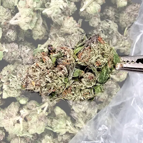 Purple Haze THCA Flower close-up with dense, purple buds and frosty trichomes.