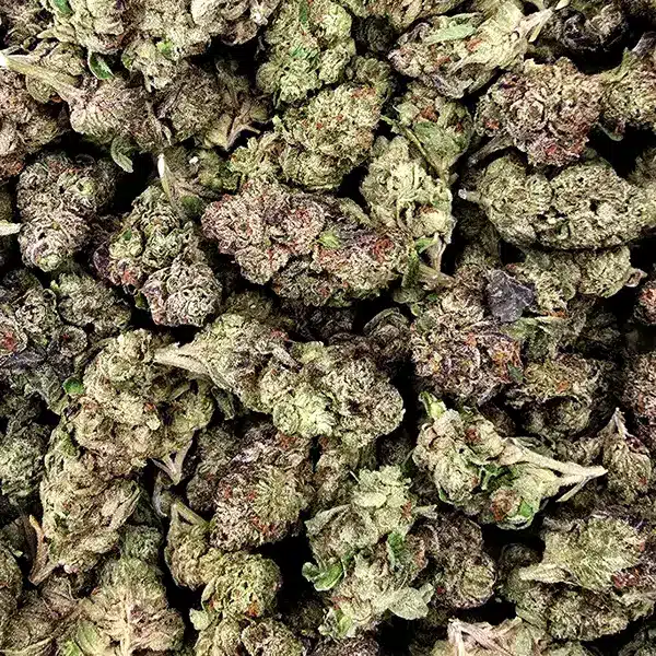 Pile of Purple Haze THCA Flower buds with deep purple hues and bright green accents.