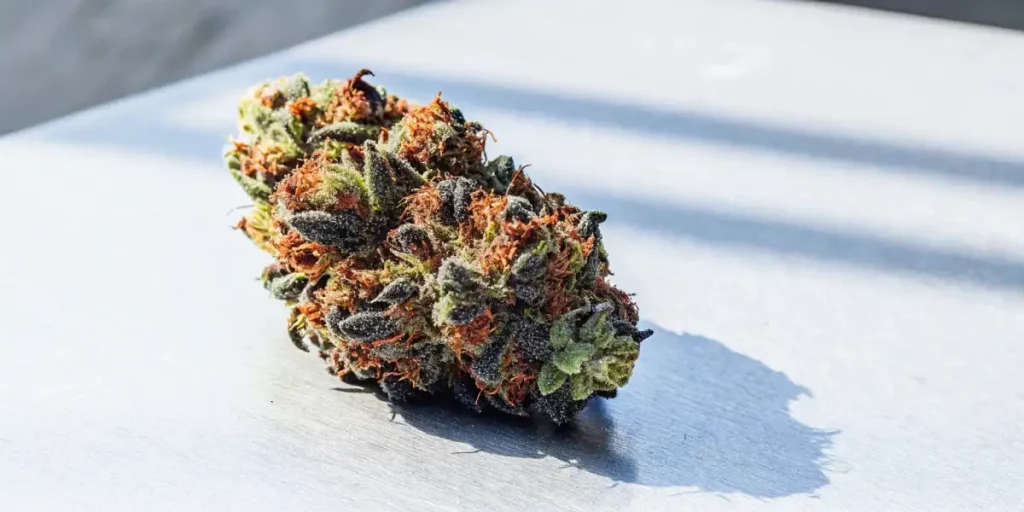Close-up of a purple cannabis bud with vibrant orange pistils and a frosty coating.