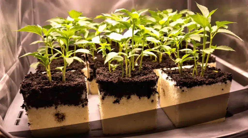 Cannabis seedlings in Rockwool cubes, roots emerging and covered by a humidity dome for optimal growth.